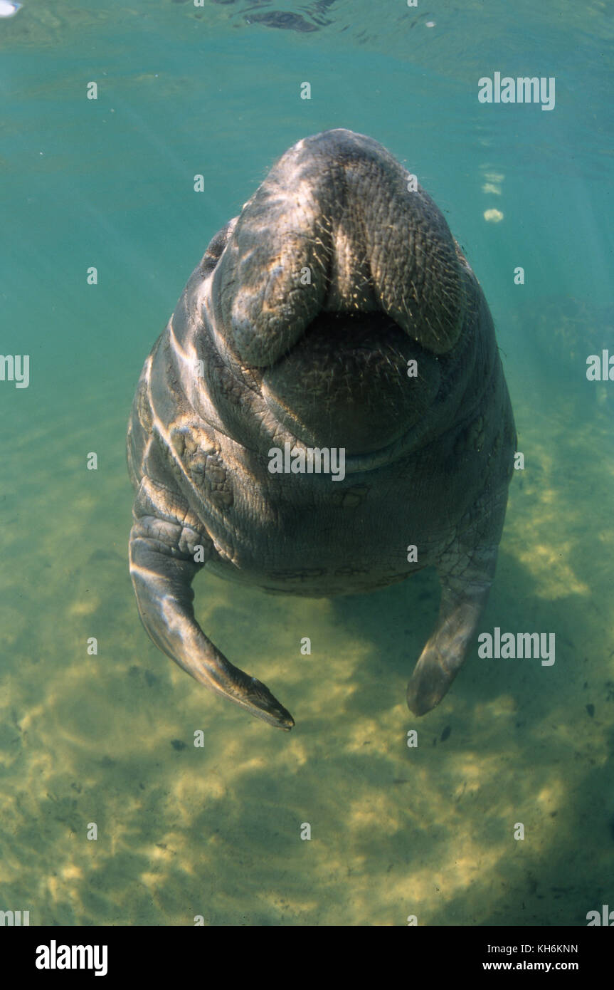 West Indian lamantino, Trichechus manatus Foto Stock