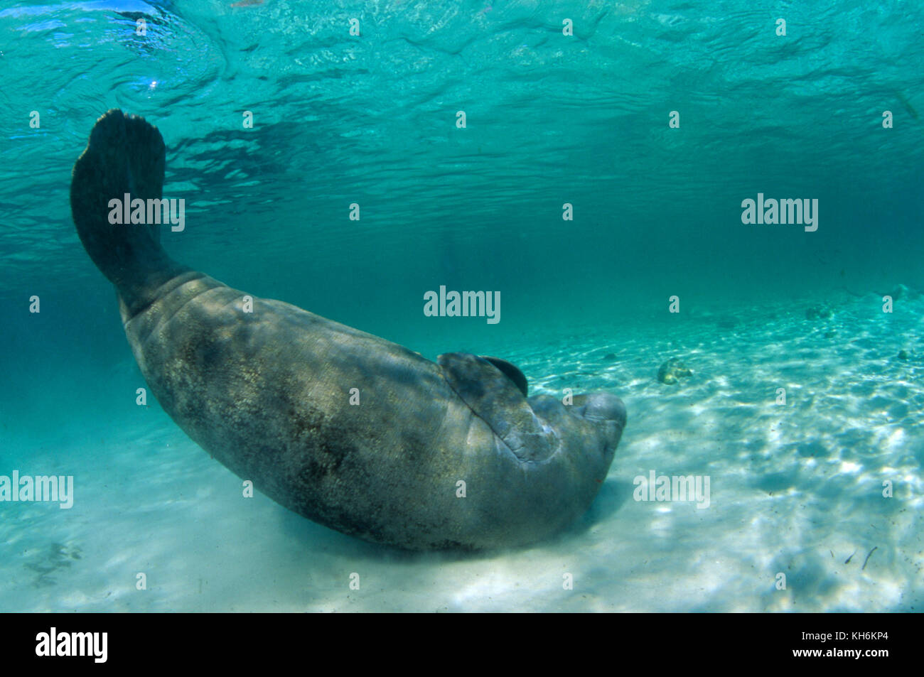 West Indian lamantino, Trichechus manatus Foto Stock
