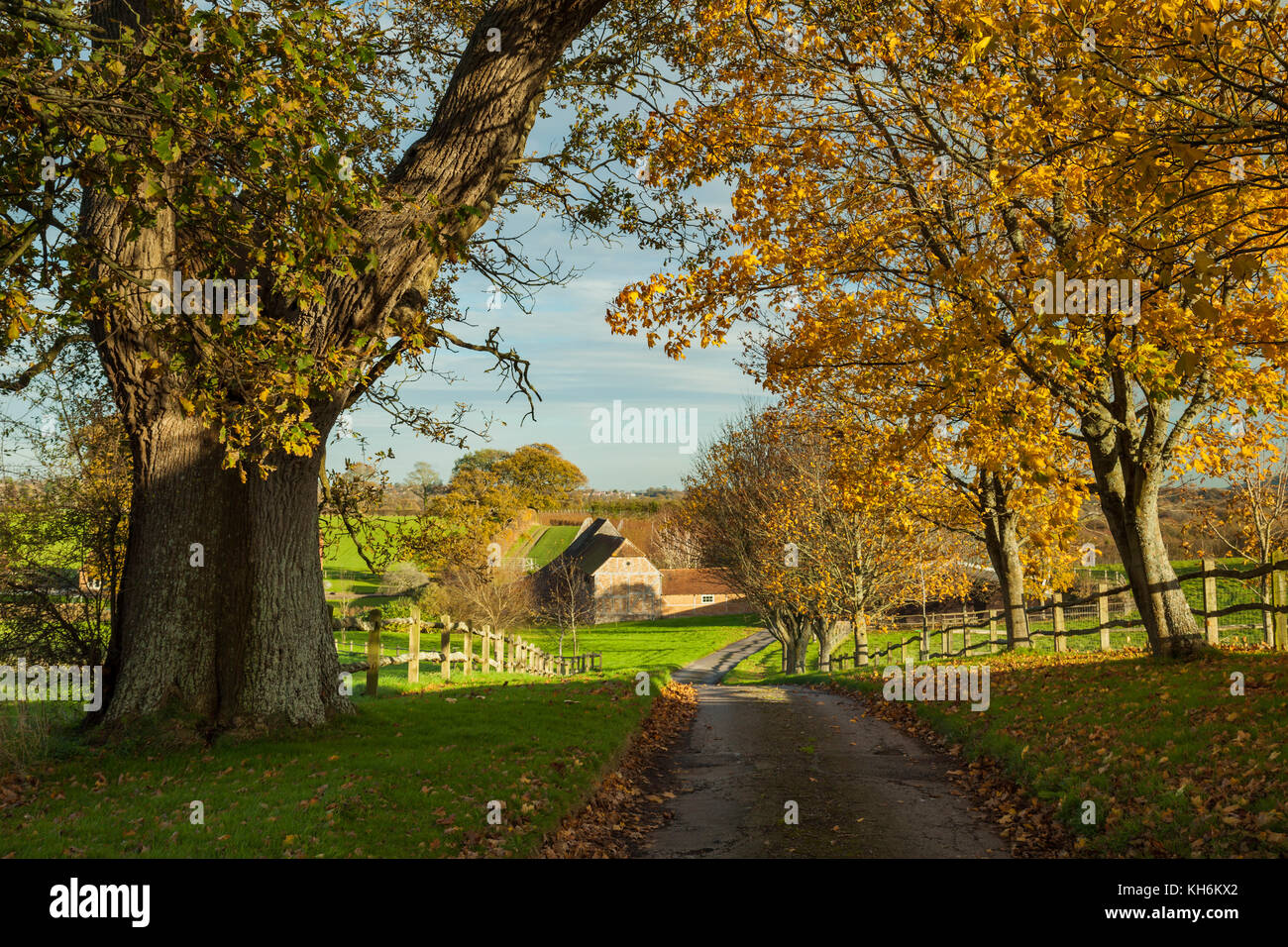 Pomeriggio autunnale nel west sussex campagna, Inghilterra. Foto Stock