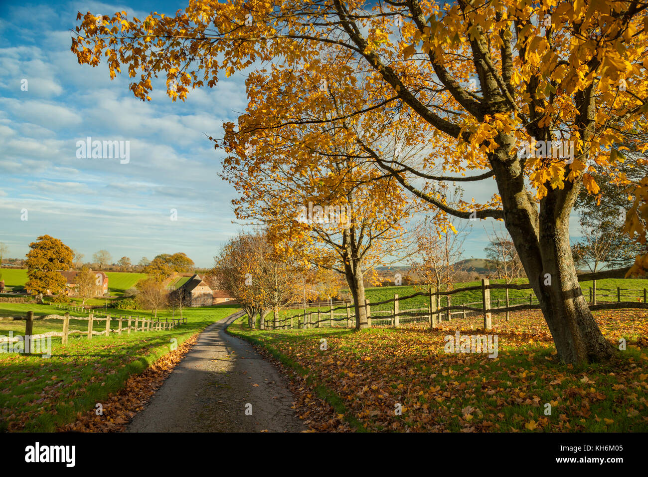 Pomeriggio autunnale nel west sussex campagna, Inghilterra. Foto Stock