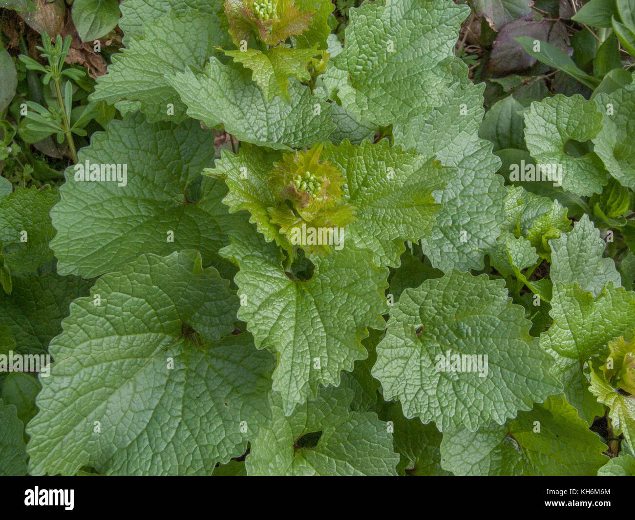 Esempio di impianto foraged Hedge Aglio - Alliaria petiolata cresce in una siepe. Le foglie hanno un lieve odore di aglio e gusto. Appartiene alla senape. Foto Stock