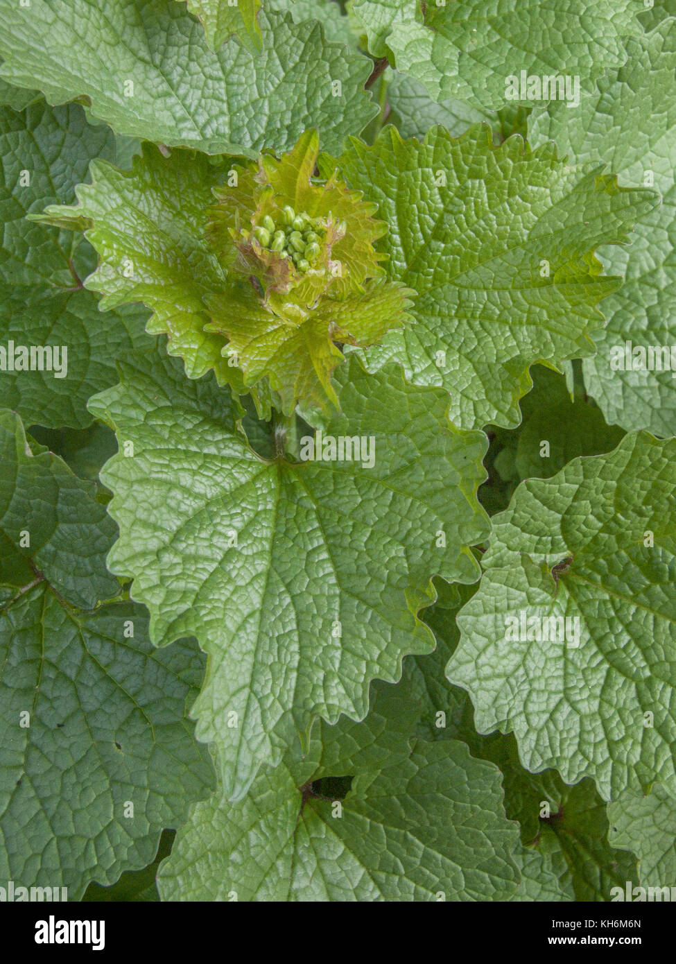 Esempio di impianto foraged Hedge Aglio - Alliaria petiolata cresce in una siepe. Le foglie hanno un lieve odore di aglio e gusto. Appartiene alla senape. Foto Stock