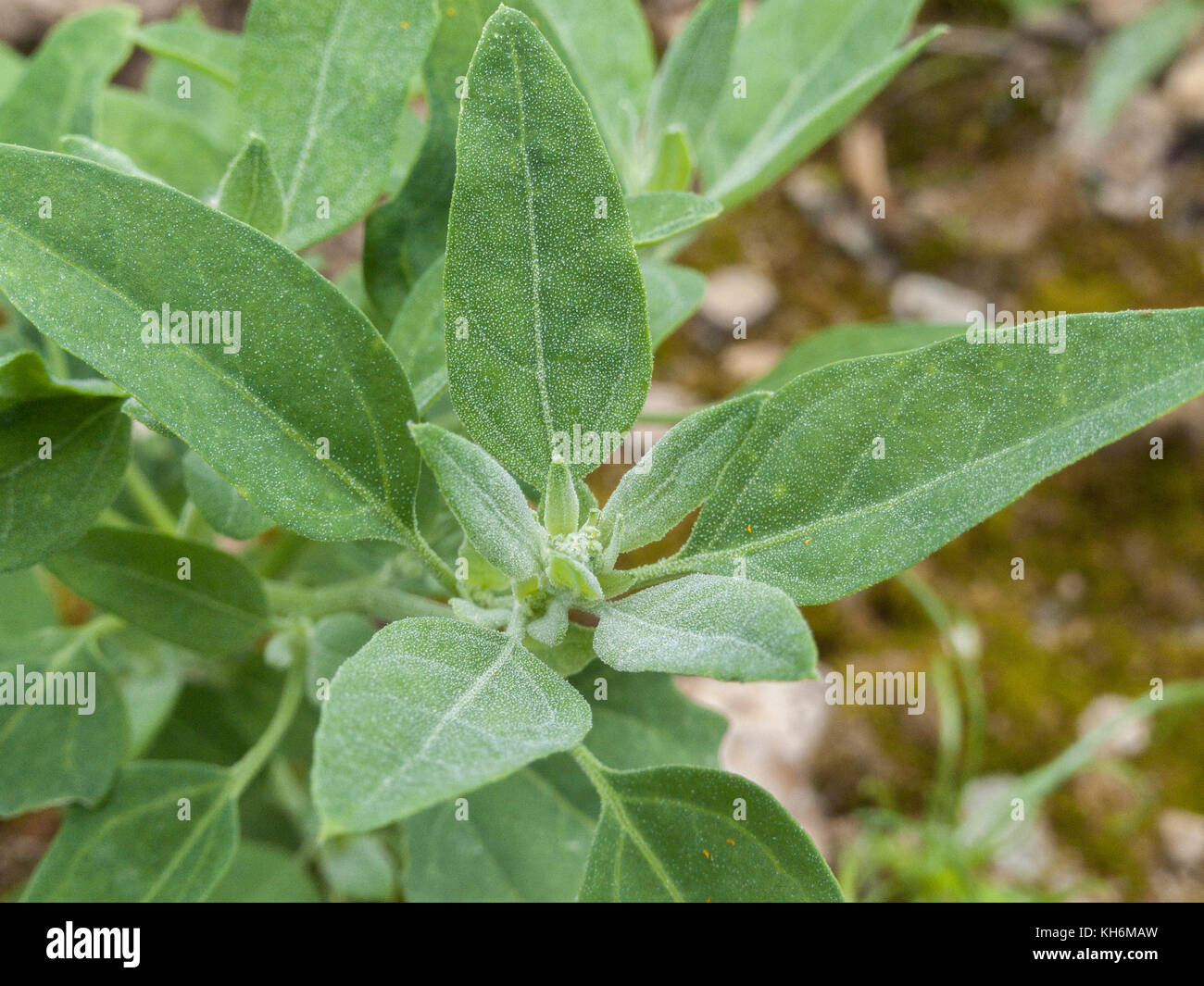 Leaves of Fat-Hen, White Goosefoot / Chenopodium album - un erbaccia che è commestibile e una volta è stato regolarmente utilizzato come cibo. Ora un foraged cibo selvaggio / di sopravvivenza Foto Stock