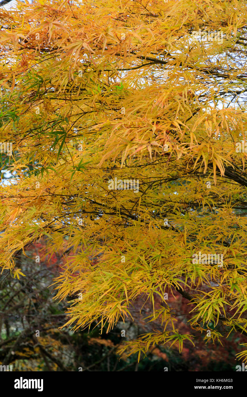 Golden fogliame di autunno colore del hardy latifoglie acero giapponese, Acer palmatum 'Villa Taranto' Foto Stock