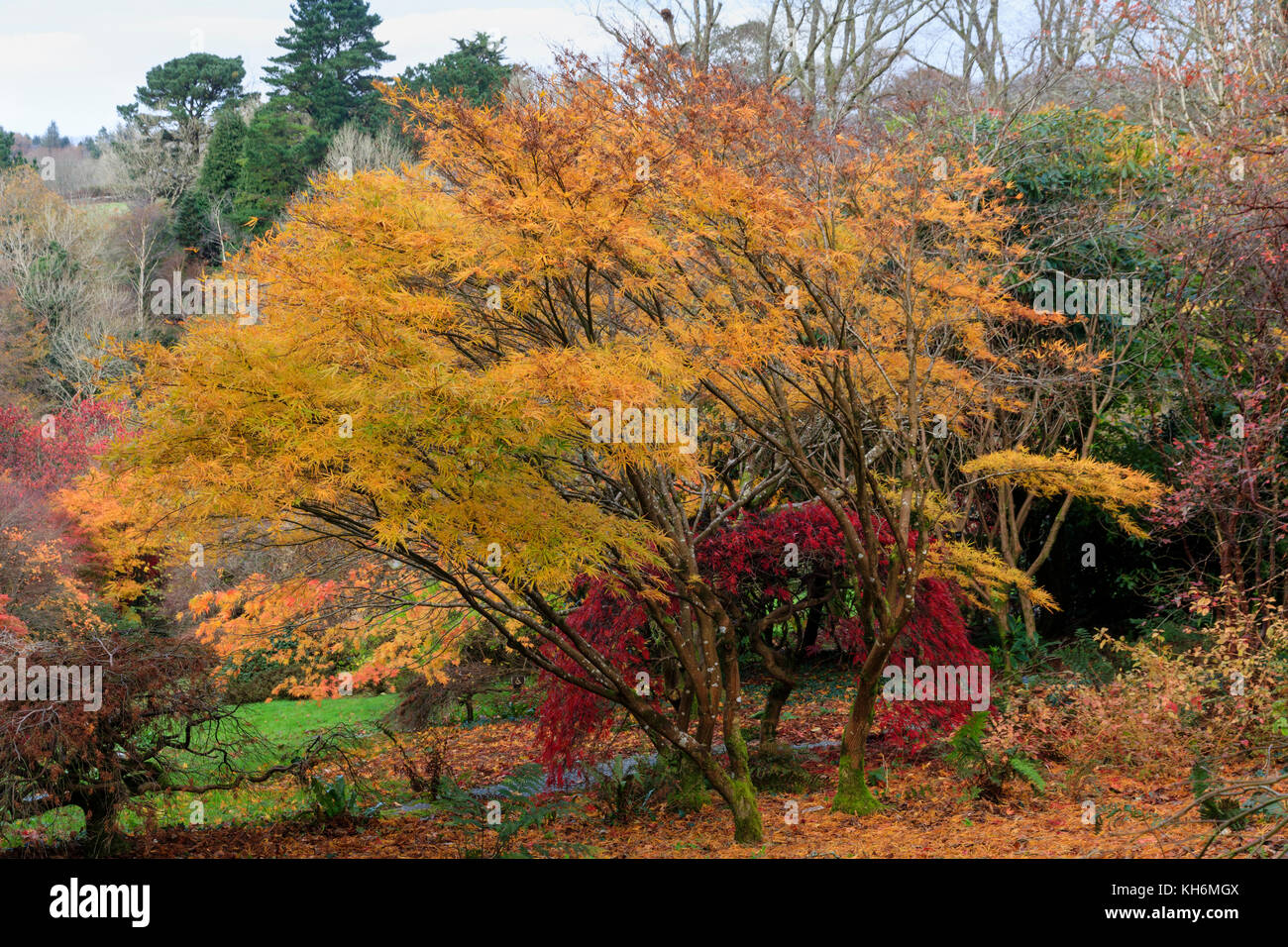 Golden fogliame di autunno colore del hardy latifoglie acero giapponese, Acer palmatum 'Villa Taranto' Foto Stock