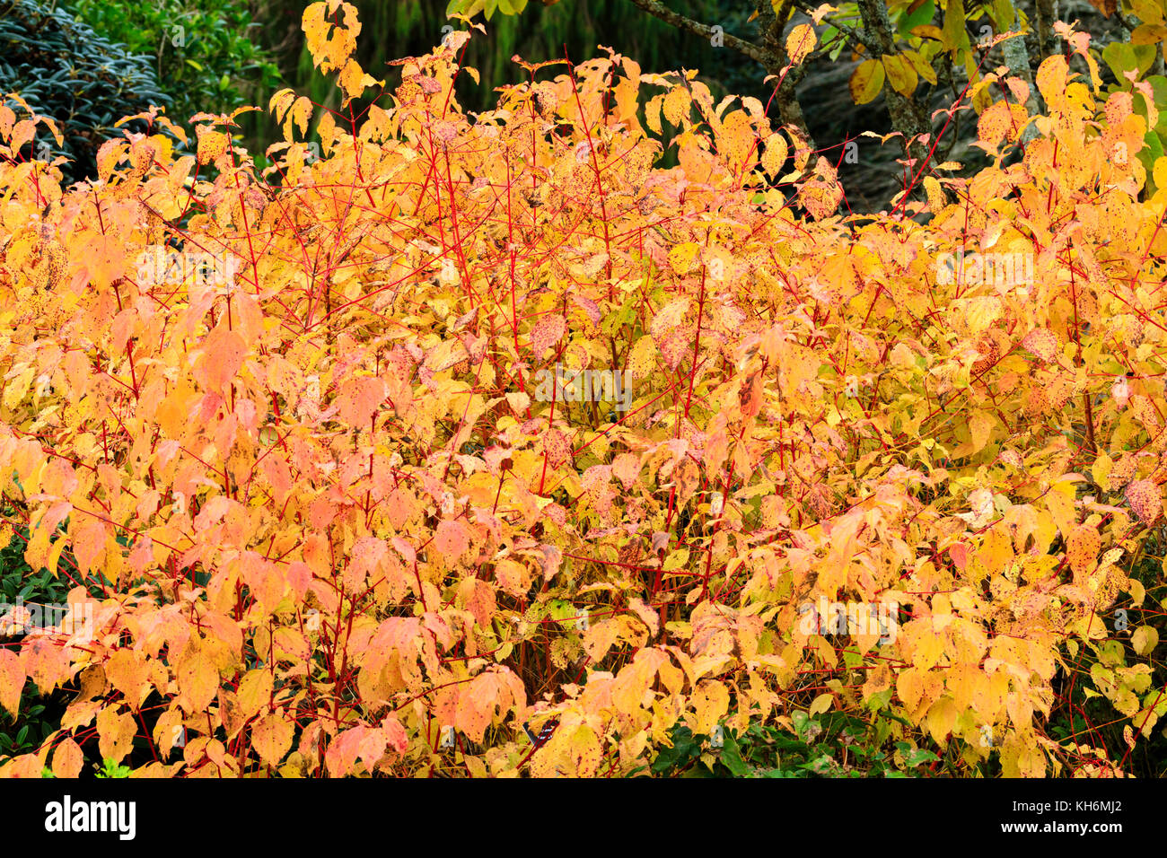 Red steli che fornirà l'inverno brillare di colore tra il giallo fogliame di autunno di hardy Cornus sanguinea Anny per l'inverno arancione Foto Stock