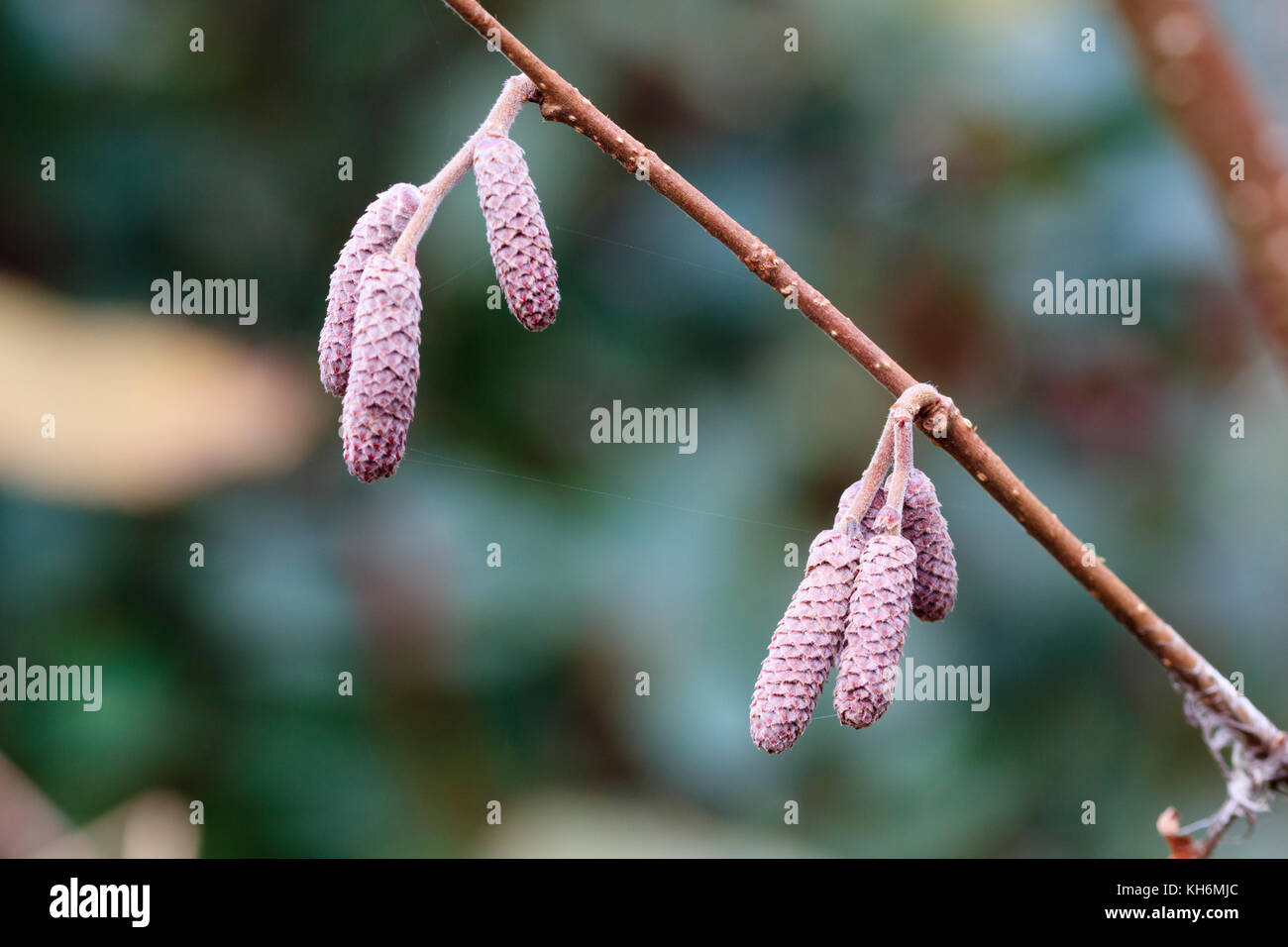 Rosa inverno amenti del viola ornamentali lasciarono il nocciolo Corylus maxima 'Rosso' Nocciola Foto Stock