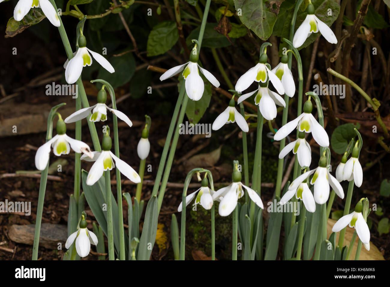 Verde contrassegnato fiori bianchi del tardo autunno fioritura snowdrop, Galanthus elwesii var. monostictus Foto Stock