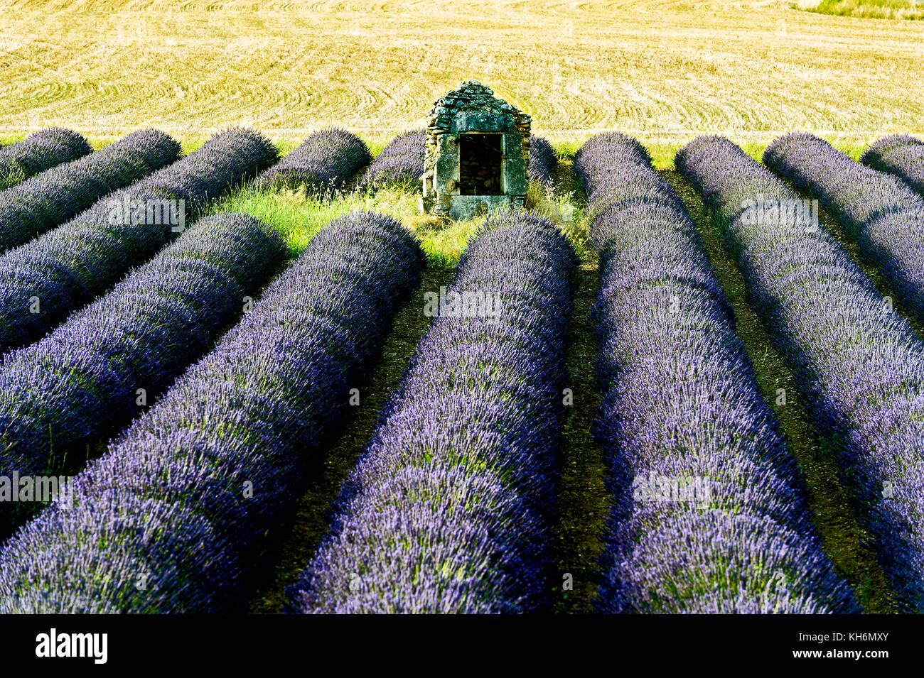 Europa, Francia, Alpi dell'alta Provenza, 04, Borie e campi di lavanda. Foto Stock