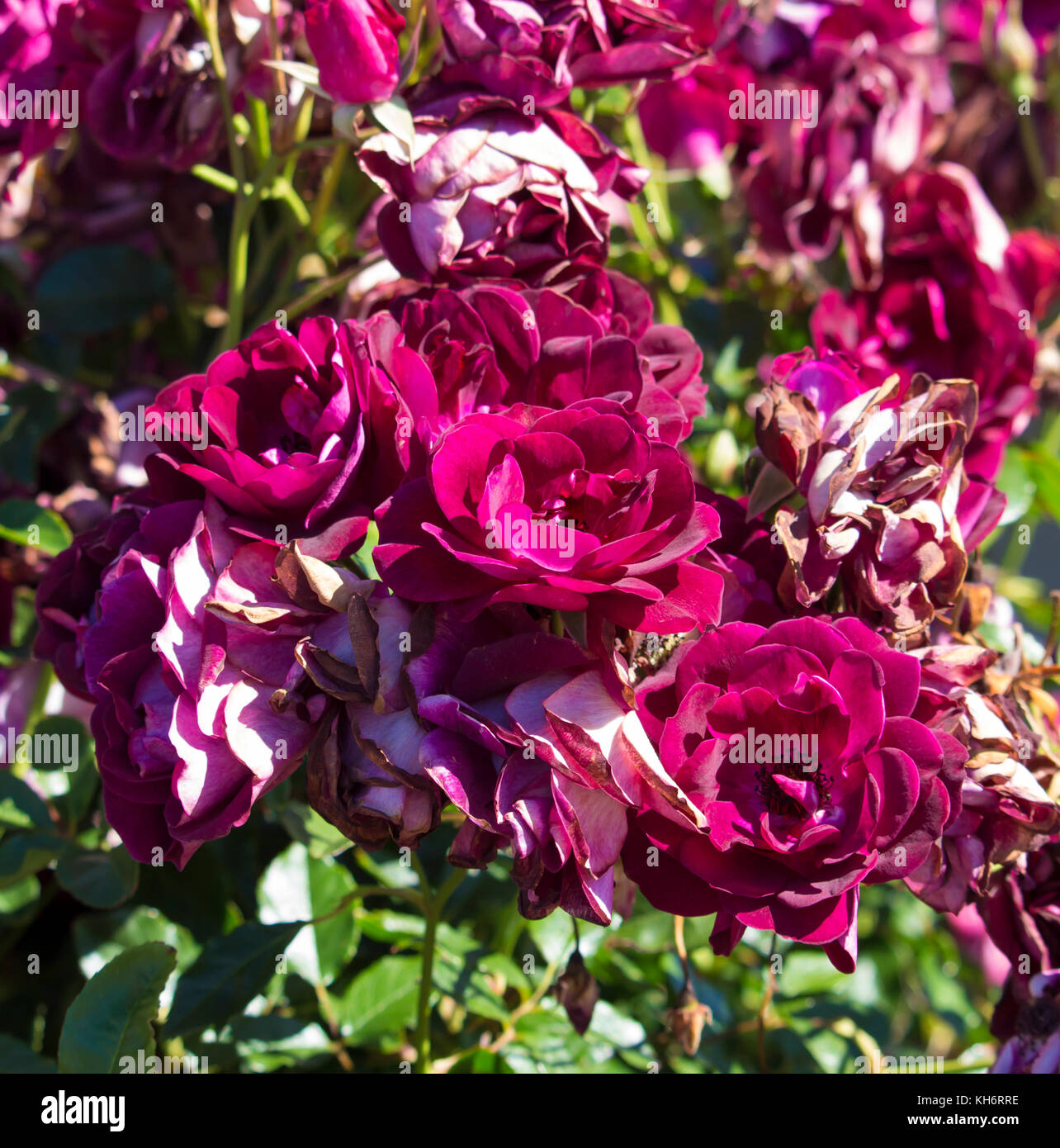 Sport di rosa brillante rosa Iceberg, Borgogna rose iceberg che fiorisce in inverno aggiungere fascino profumato al giardino con florabunda cluster. Foto Stock