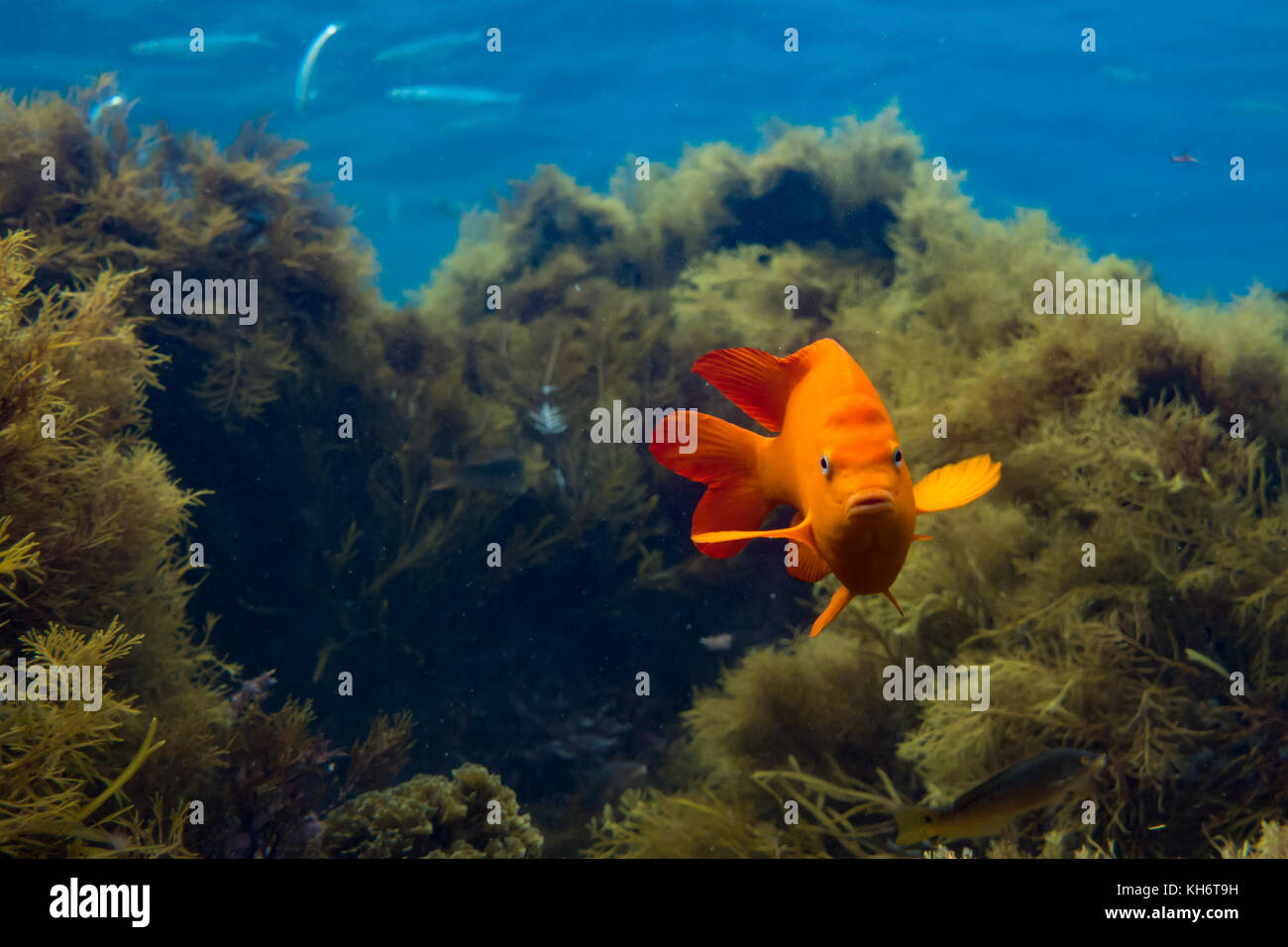 Garibaldi, lo stato pesci marini della California, mentre lo snorkeling sull isola di Santa Catalina, CALIFORNIA, STATI UNITI D'AMERICA Foto Stock