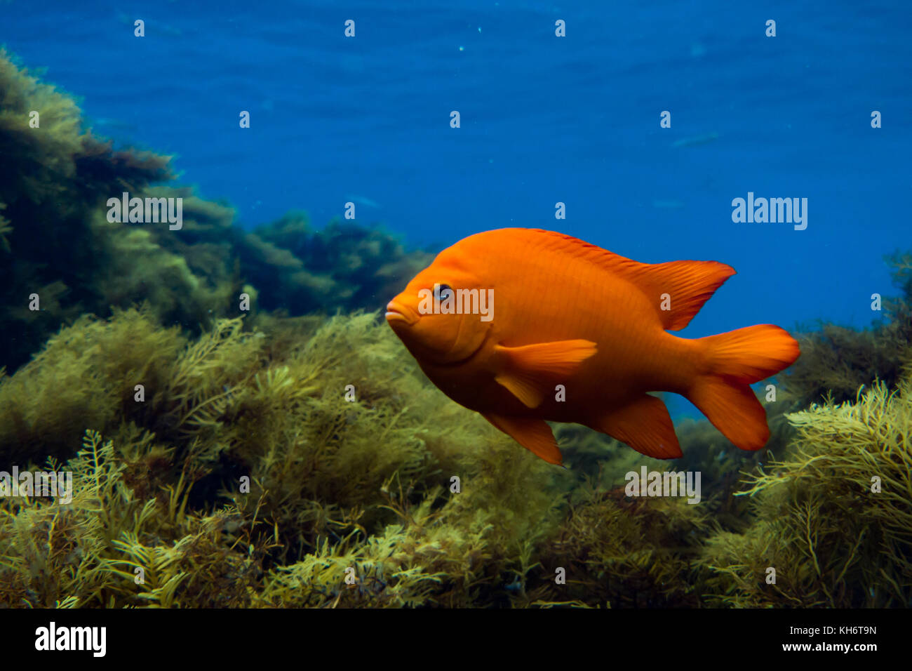 Garibaldi, lo stato pesci marini della California, mentre lo snorkeling sull isola di Santa Catalina, CALIFORNIA, STATI UNITI D'AMERICA Foto Stock