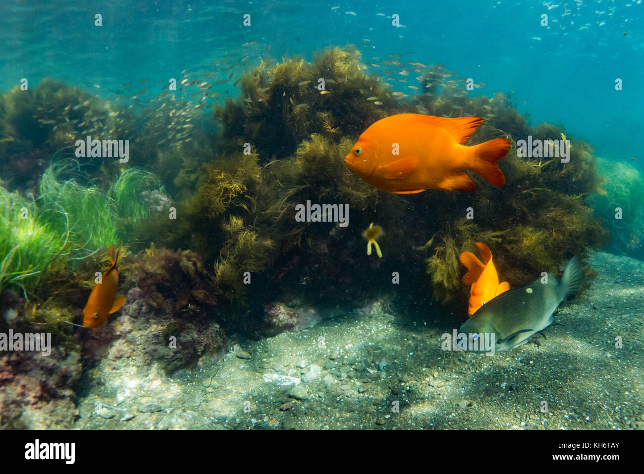 Garibaldi, lo stato pesci marini della California, mentre lo snorkeling sull isola di Santa Catalina, CALIFORNIA, STATI UNITI D'AMERICA Foto Stock