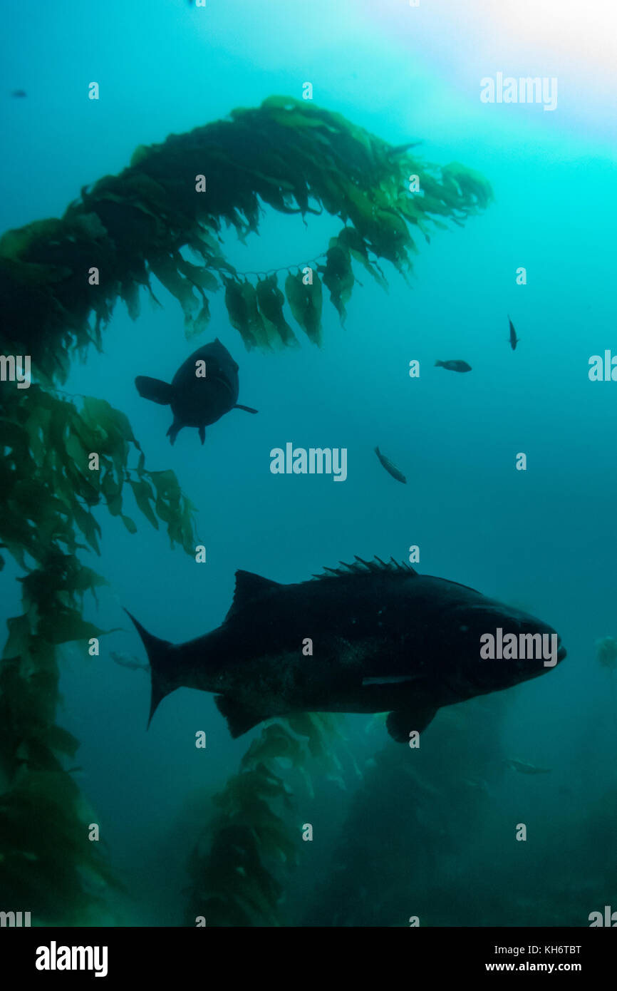 Giant Black Sea bass nella foresta di kelp di Casino punto, Avalon, Isola di Santa Catalina, California Foto Stock