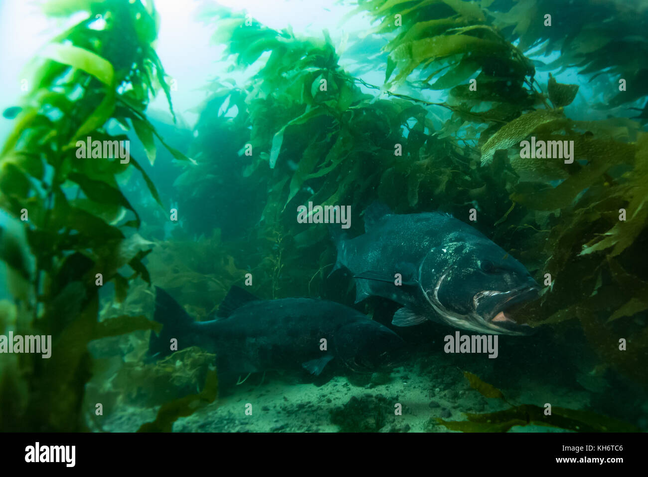 Giant Black Sea bass nella foresta di kelp di Casino punto, Avalon, Isola di Santa Catalina, California Foto Stock