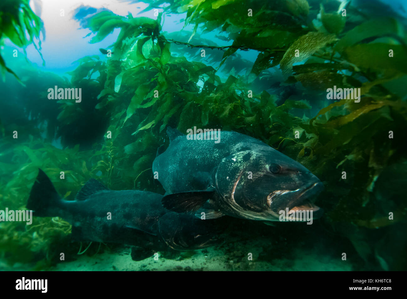 Giant Black Sea bass nella foresta di kelp di Casino punto, Avalon, Isola di Santa Catalina, California Foto Stock