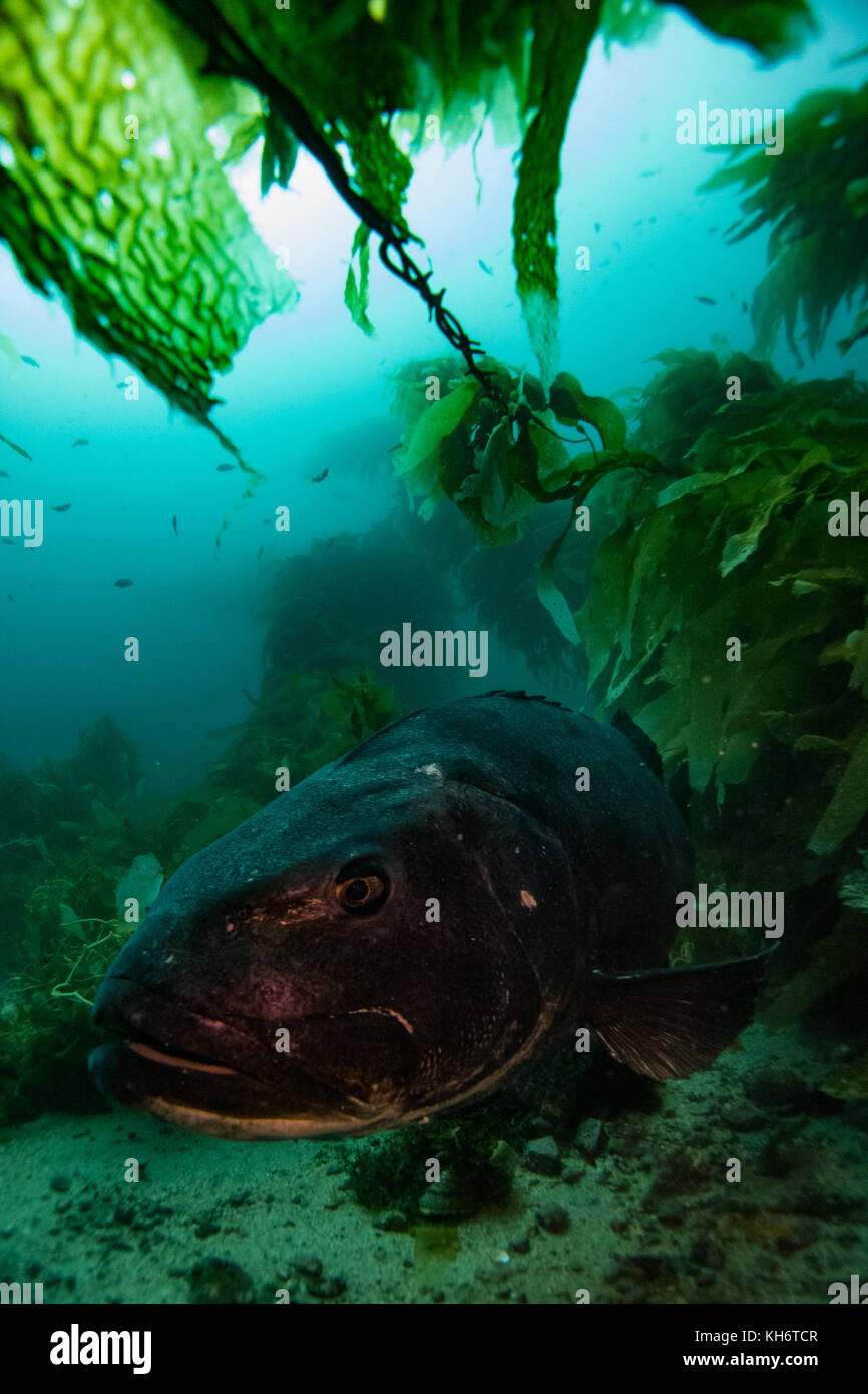 Giant Black Sea bass nella foresta di kelp di Casino punto, Avalon, Isola di Santa Catalina, California Foto Stock