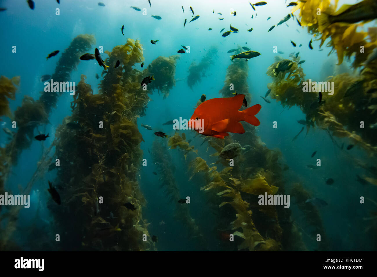 Il colore arancio brillante pesce Garibaldi aggiunge un po' di colore per le foreste di fuco di Avalon dive park sull isola Catalina, CALIFORNIA, STATI UNITI D'AMERICA Foto Stock