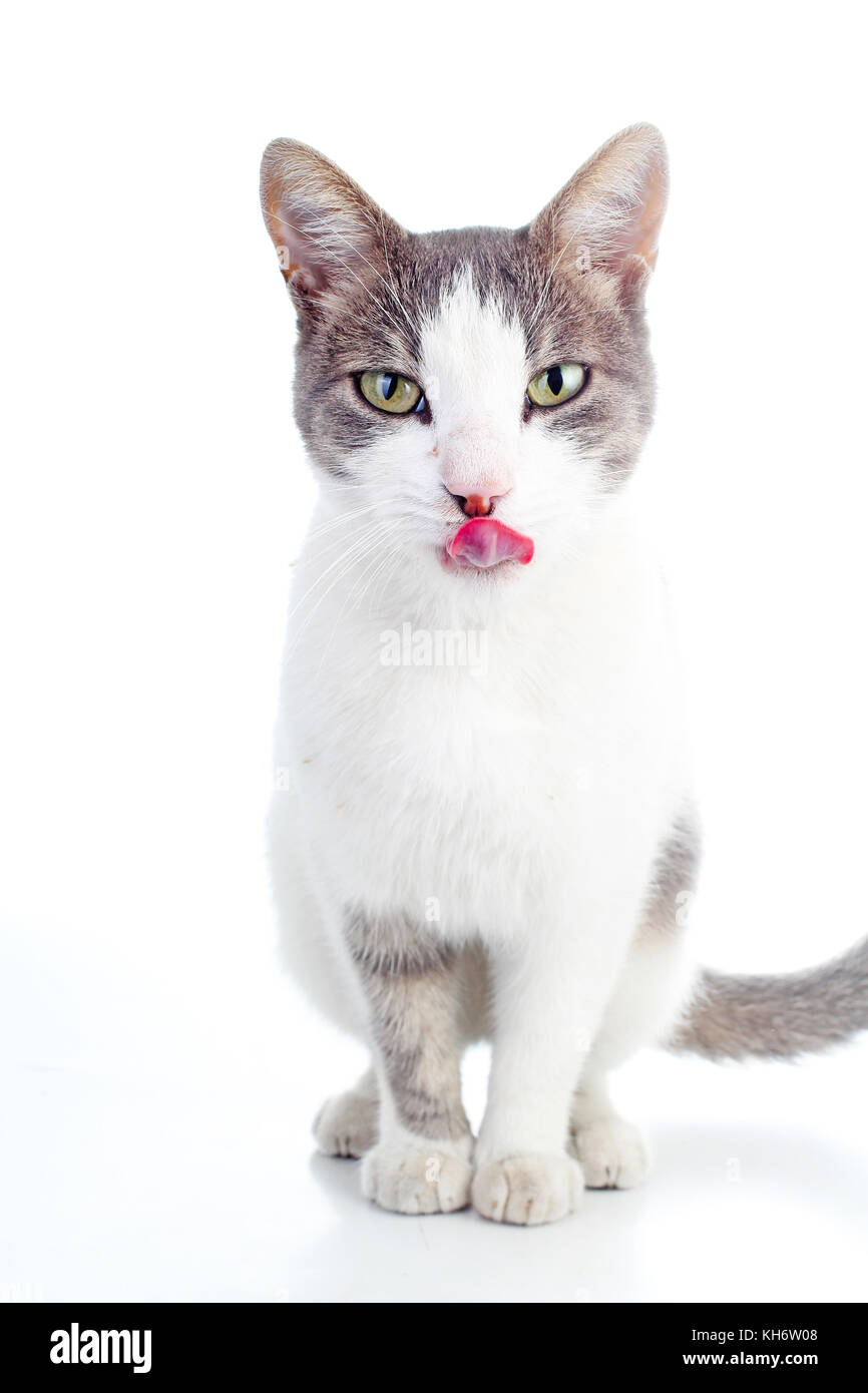 Carino il gatto domestico su sfondo bianco Foto Stock
