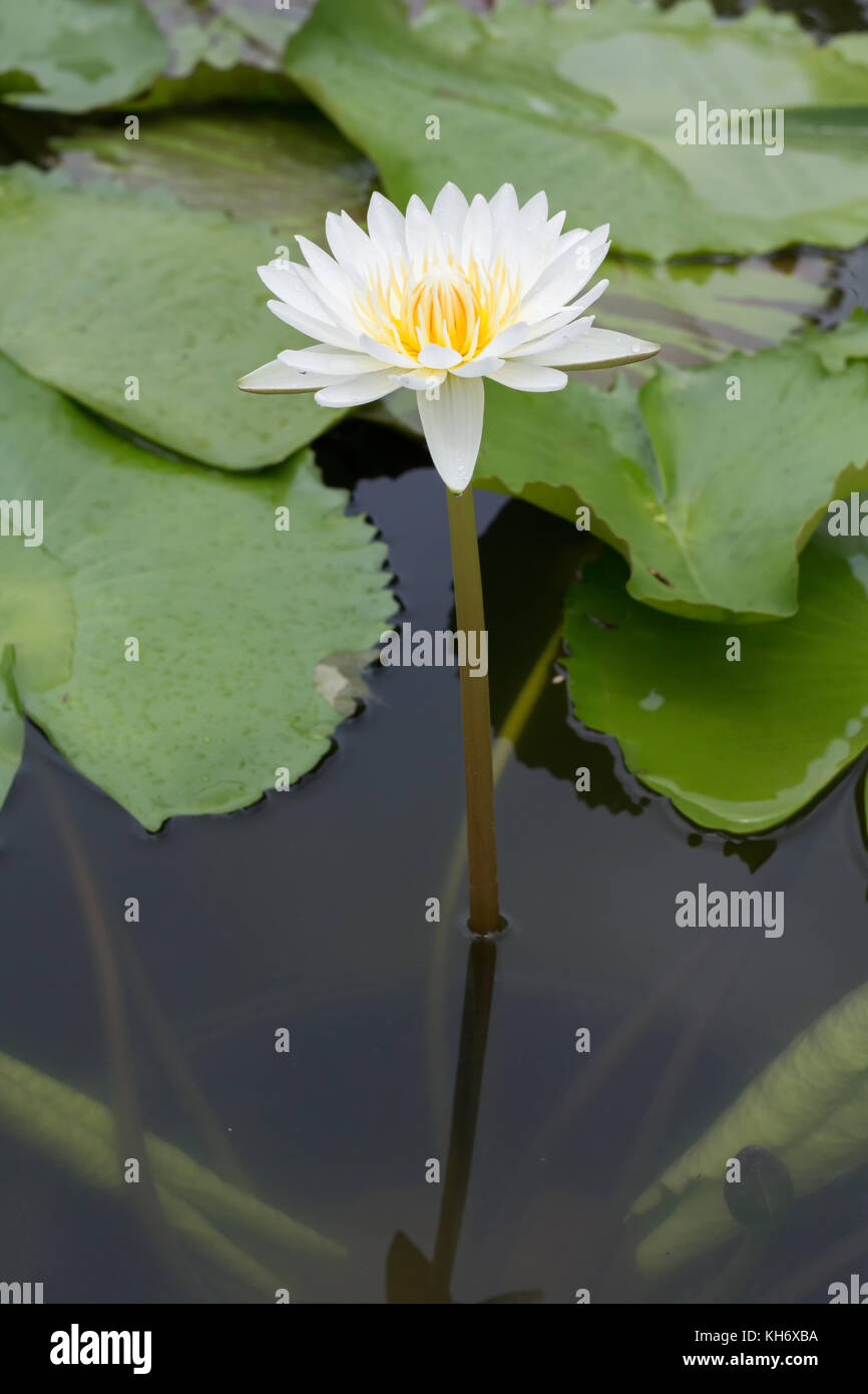 Close-up fiore di loto,bellissimo fiore di loto sfocati o sfocature soft focus Foto Stock