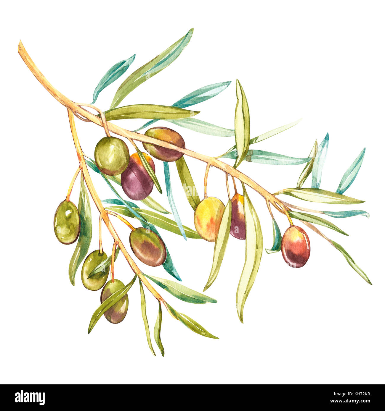 Un ramo di ripe olive verdi. acquerello e illustrazione botanica isolati su sfondo bianco. Elementi per decorare la progettazione di imballaggi. Foto Stock