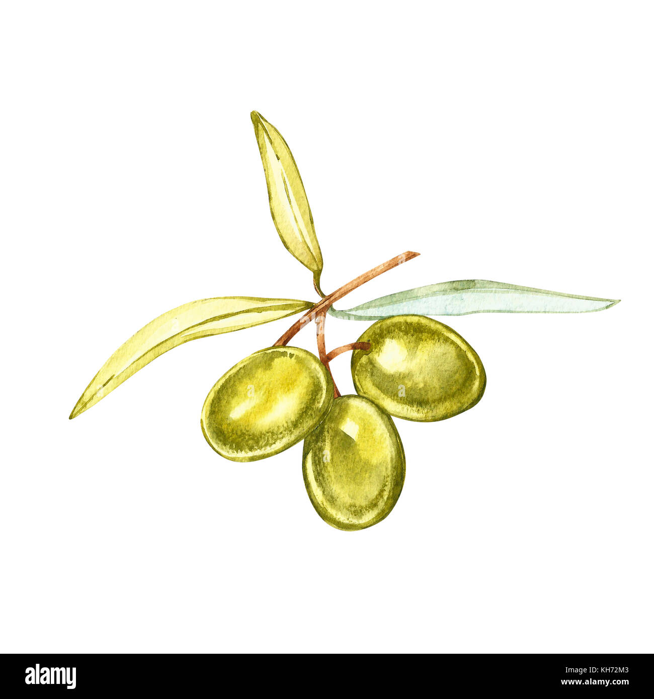 Oliva frutta e foglie di olivo su uno sfondo bianco. acquerello illustrazioni botaniche. stampa. Foto Stock