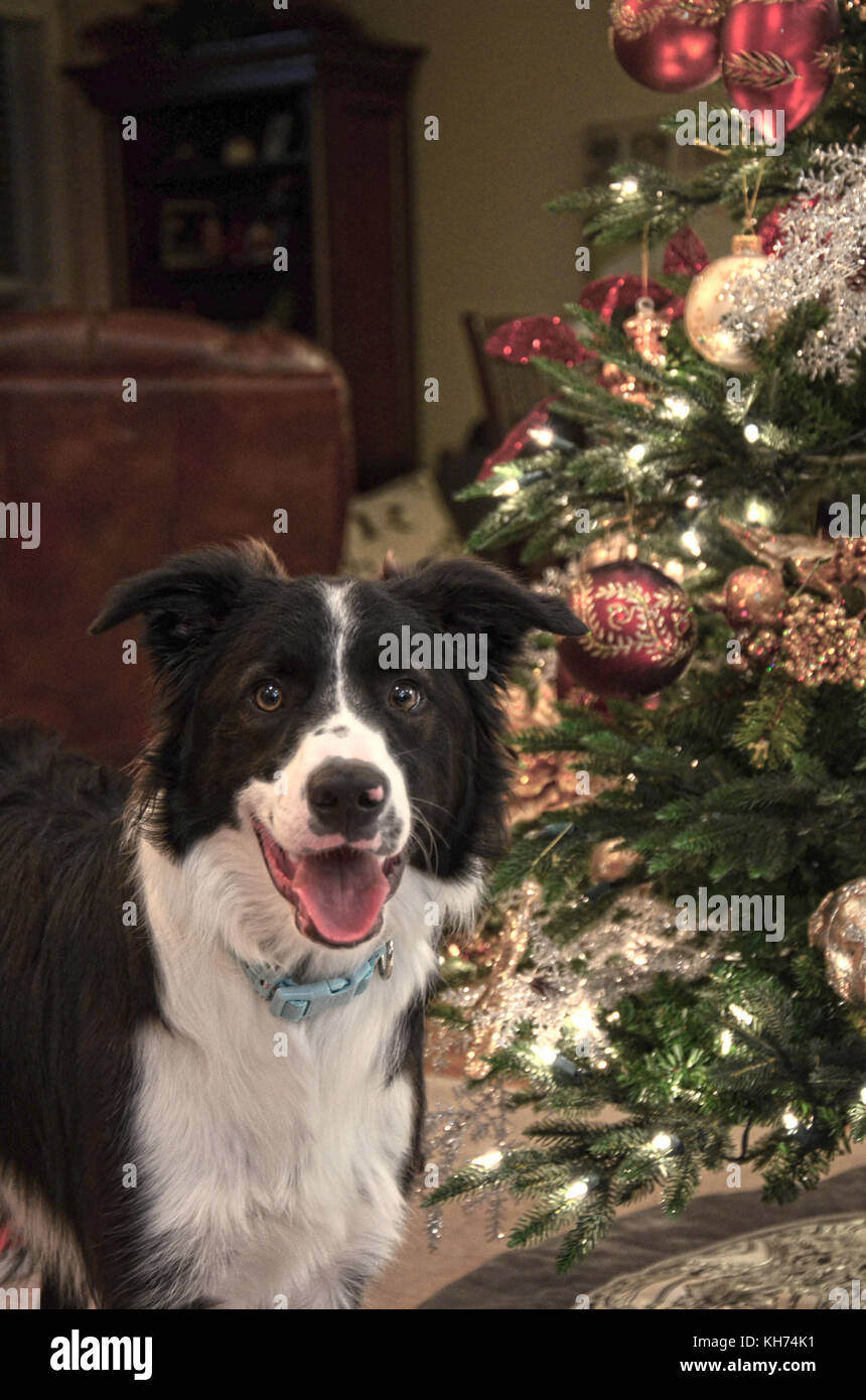 Border Collie ama lui alcuni il Natale o il tempo di vacanza. Foto Stock