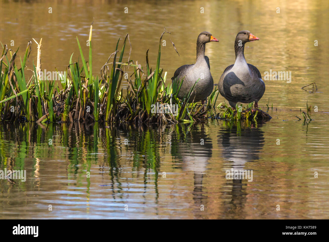 Doppio anatre Foto Stock