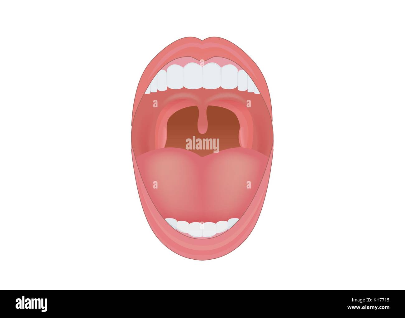 Bocca umana aperta per mostrare i denti, le gengive e lingua all'interno. Illustrazione Vettoriale