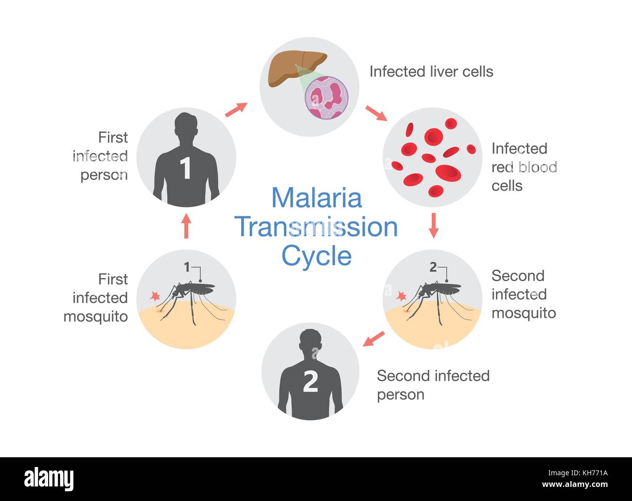 Illustrazione che mostra la malaria ciclo di trasmissione. Illustrazione Vettoriale