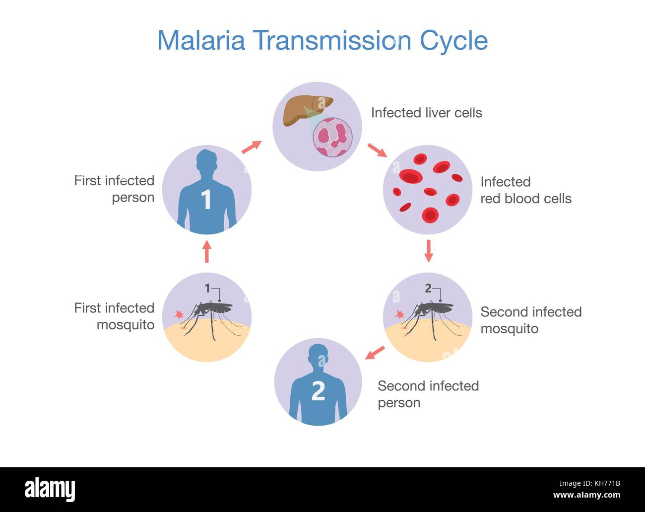 Illustrazione che mostra la malaria ciclo di trasmissione. Illustrazione Vettoriale