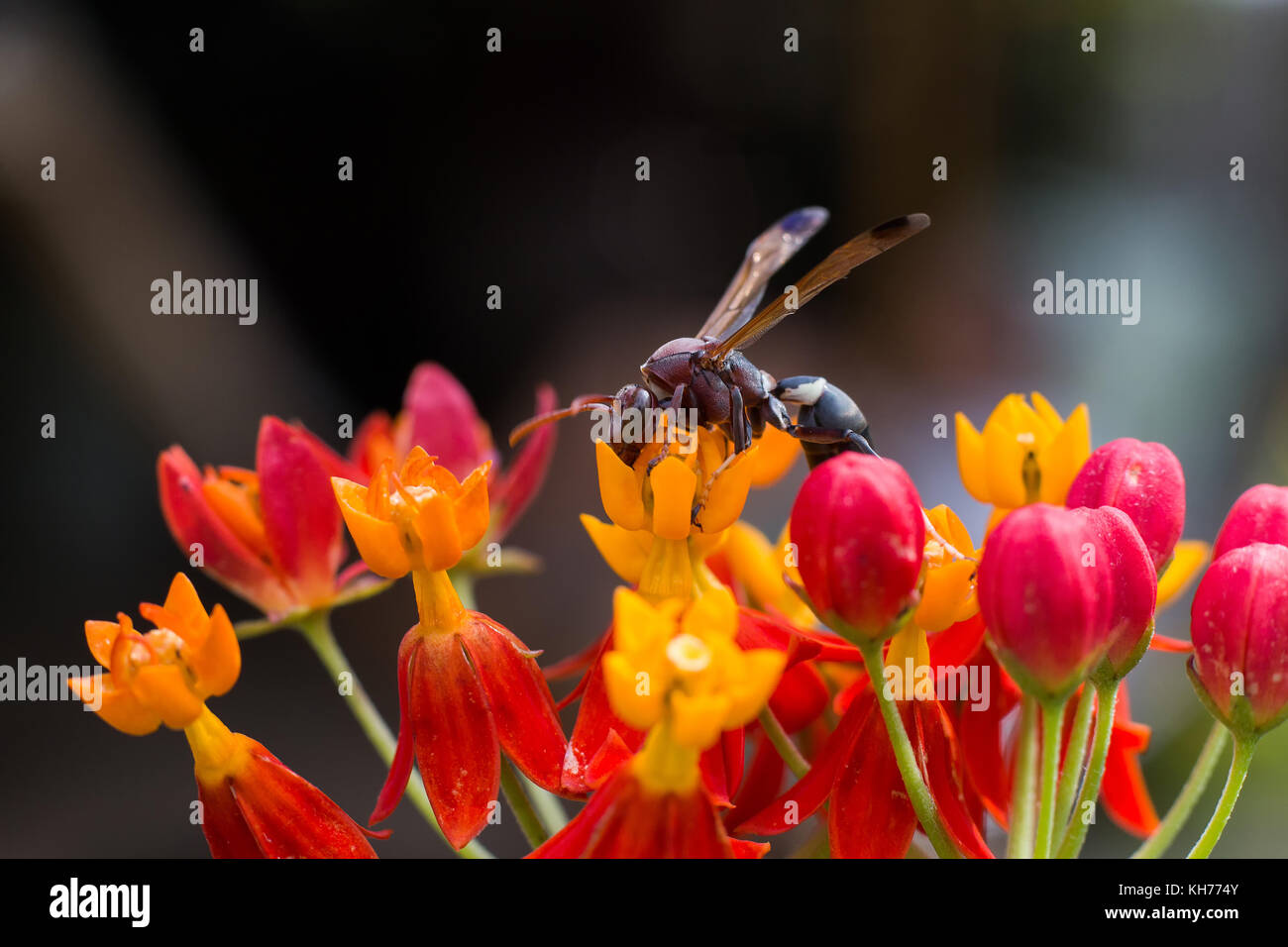 Hornet su un fiore con blur sullo sfondo, hornet selezionare focus, close-up hornet con fiore rosso, macro hornet sfocate o confuse soft focus, hornet anima Foto Stock
