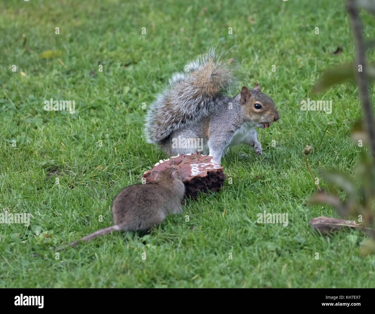 Scoiattolo grigio e rat lotta su alimenti un cioccolato torta di compleanno Foto Stock