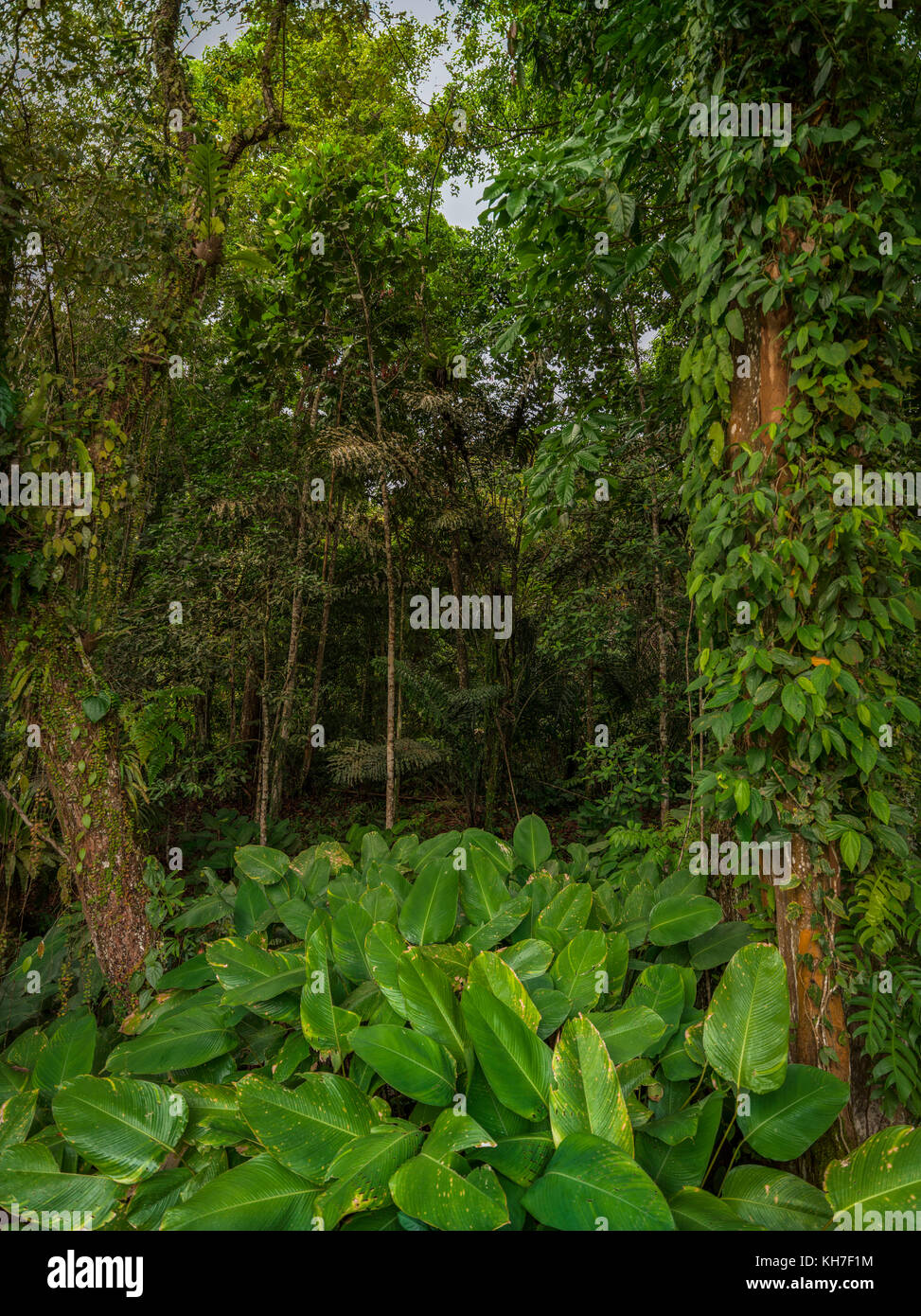 Asian foresta tropicale, foresta, canneti, erba, Indonesia Bali Foto Stock