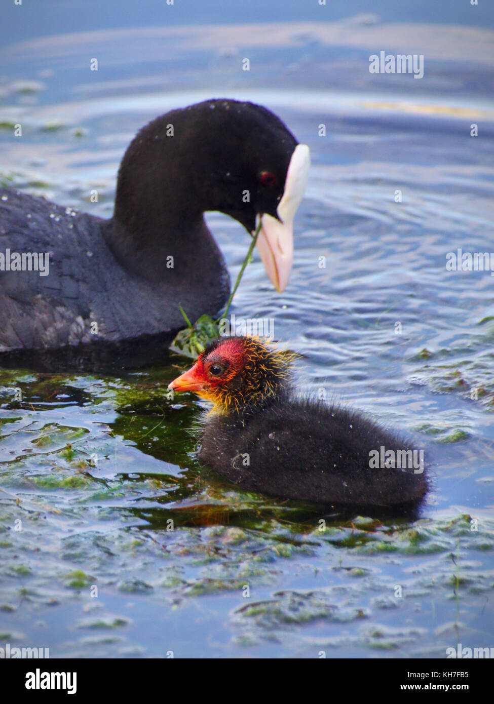 Gallina di acqua alimenta il suo pulcino. Foto Stock