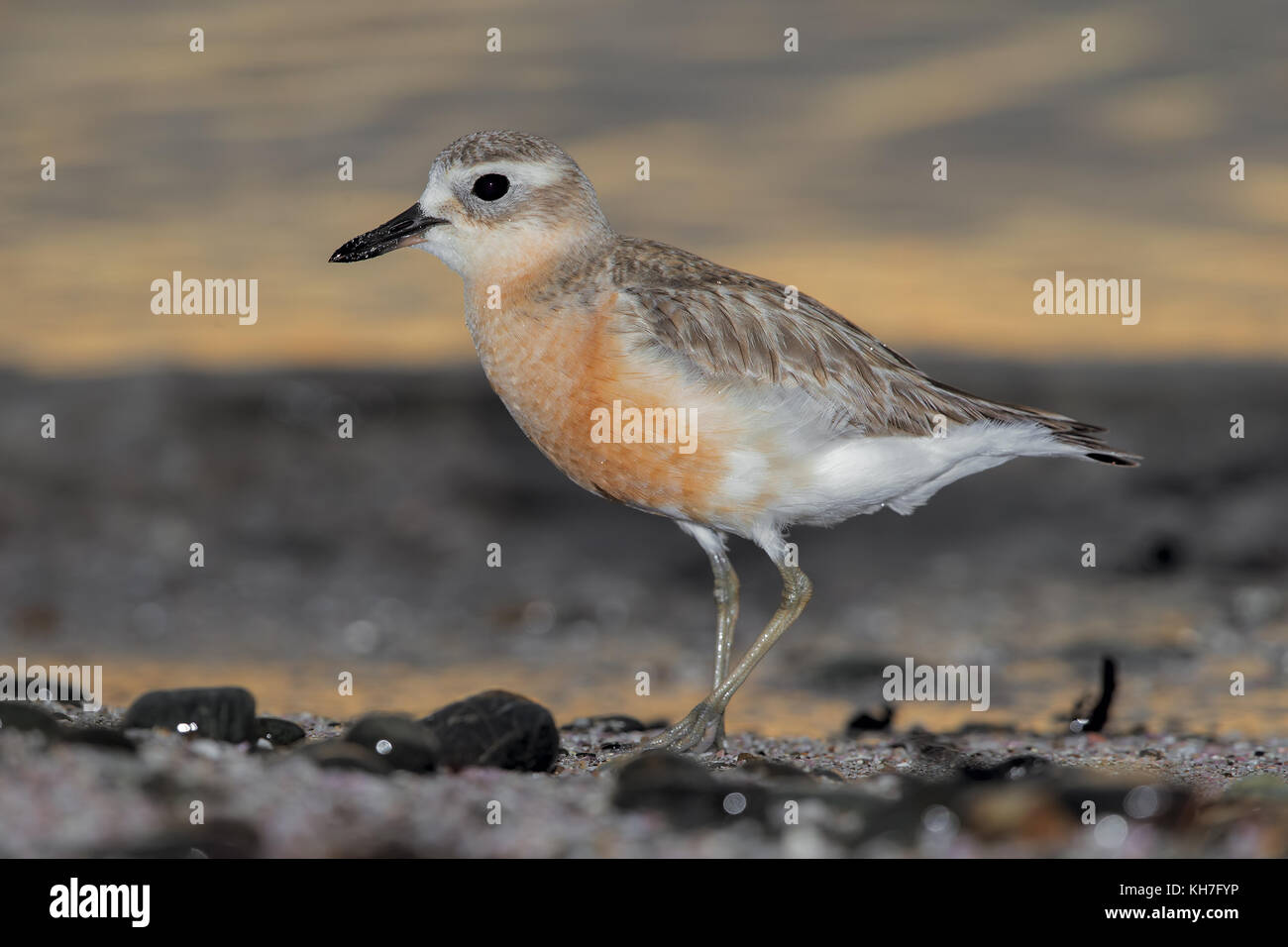 Nuova Zelanda dotterel Foto Stock