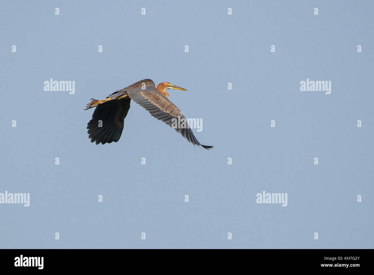 Airone rosso in volo Foto Stock
