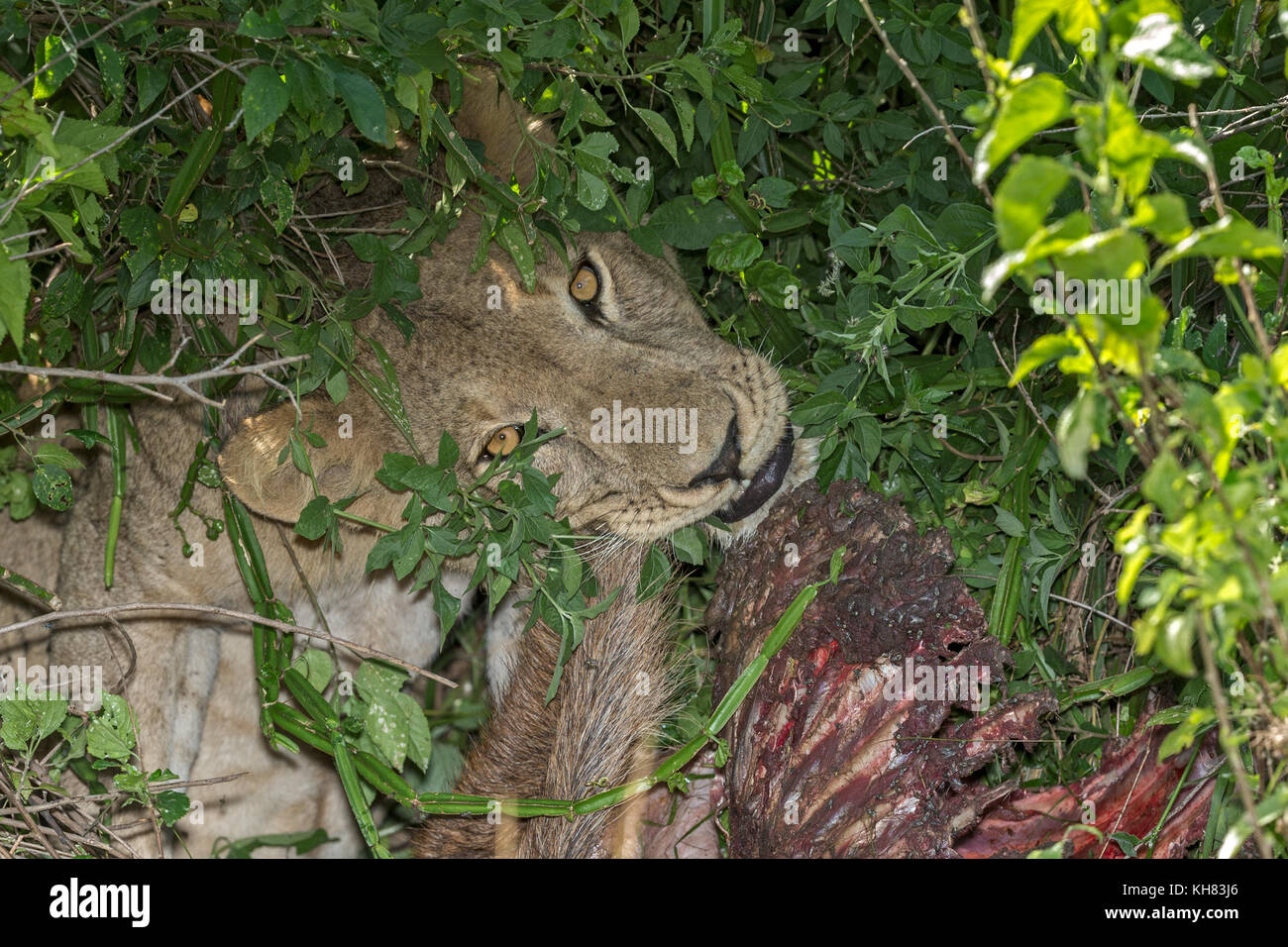 Leonessa in un arbusto di mangiare la notte scorsa kill di waterbuck femmina. "Queen Elizabeth National Park' Uganda Africa Foto Stock