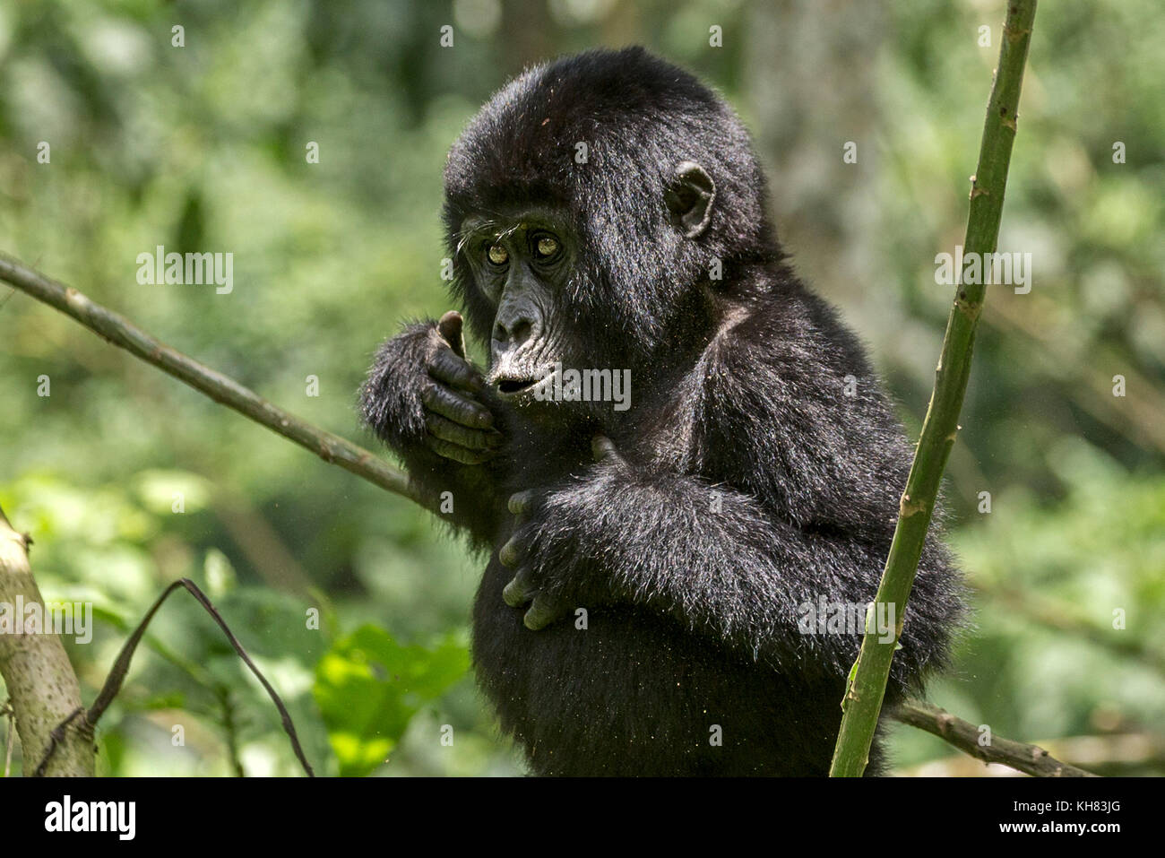 Infant Mountain gorilla orientale (Gorilla beringei beringei).mimando adulto battendo il suo petto, 'Foresta impenetrabile di Bwindi in Uganda Africa Foto Stock
