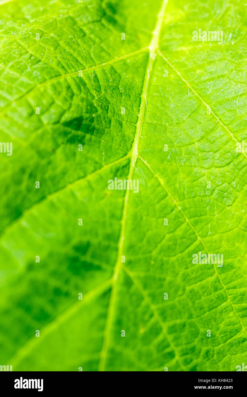 Primo piano di una rara bel fiore nella natura dell'isola greca Foto Stock