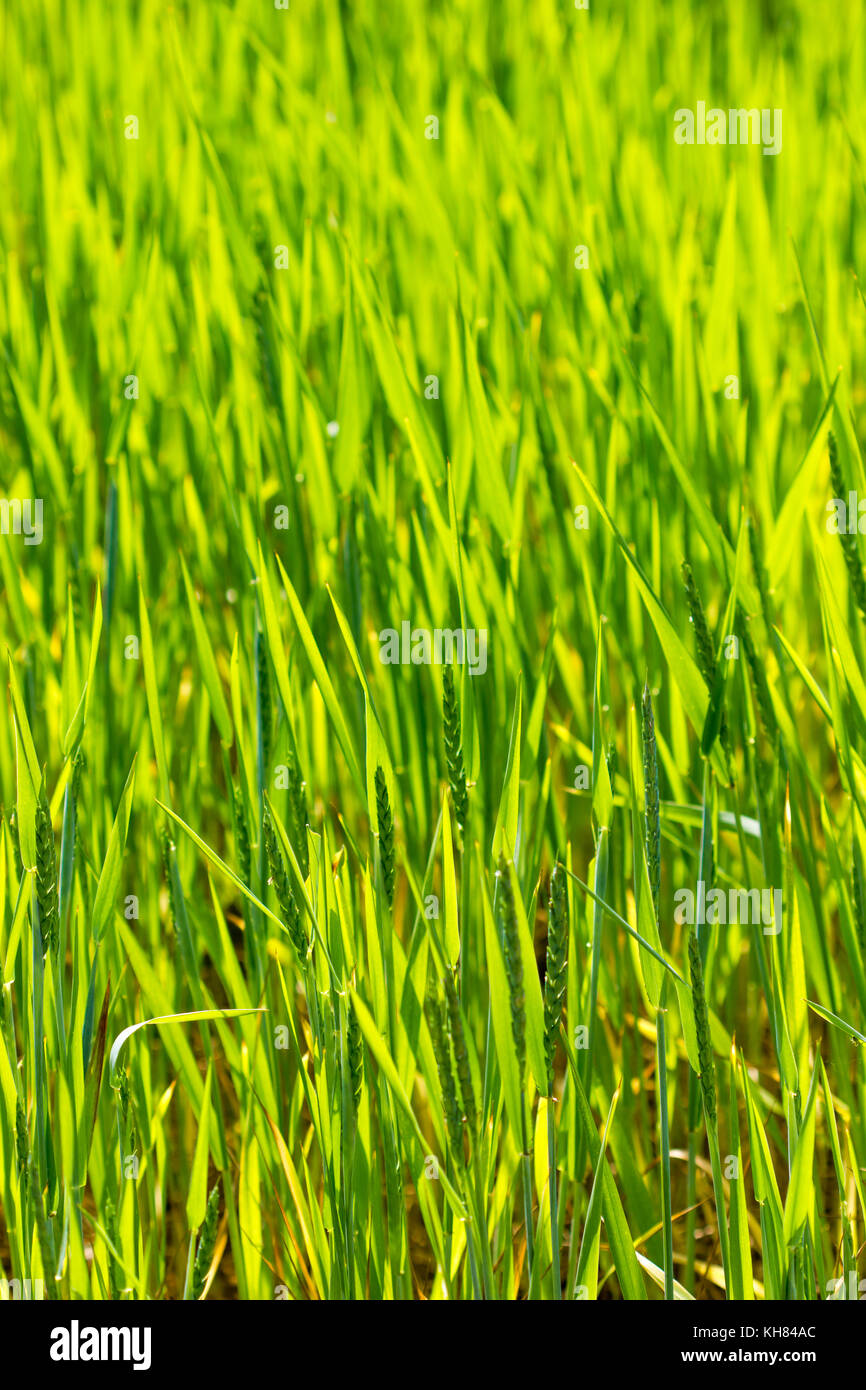 Primo piano di erba in primavera su un campo Foto Stock