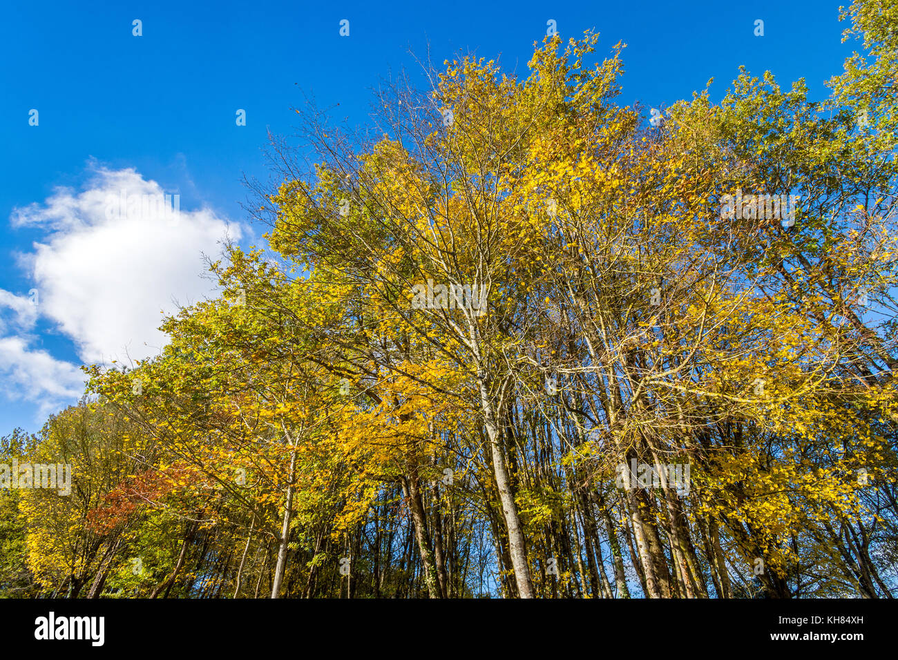 Il fogliame di autunno nel bosco misto - Francia. Foto Stock