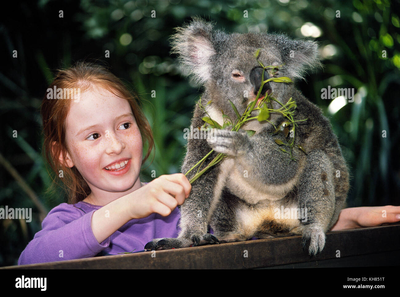 Il Koala recare al childrens zoo vicino a Sydney in Australia Foto Stock
