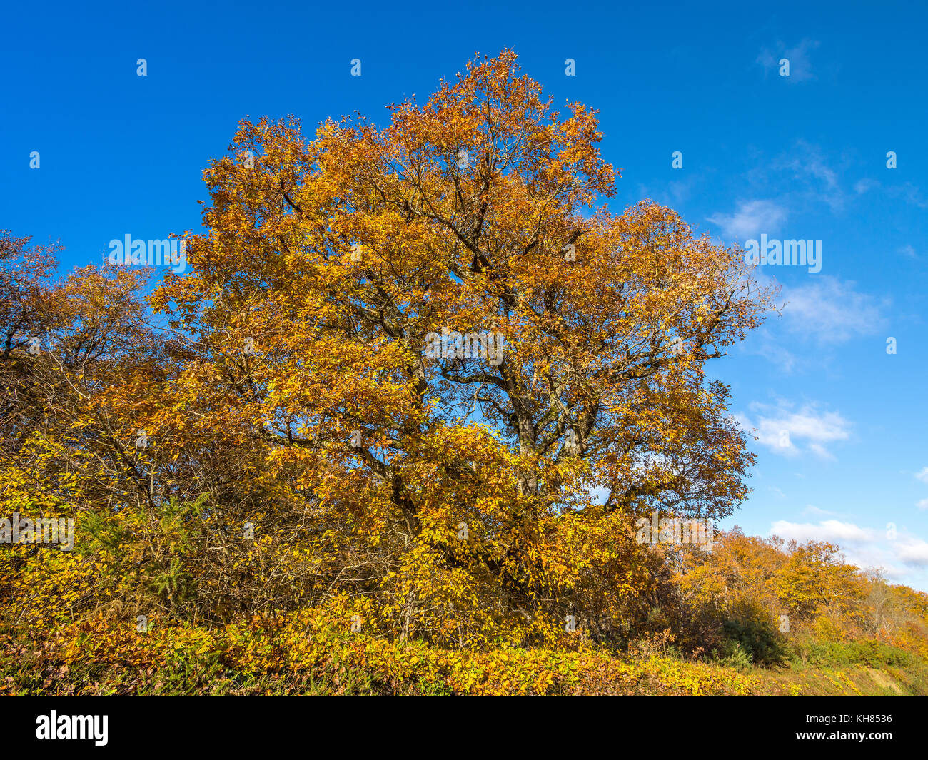 Foglie di autunno sulla quercia - Francia. Foto Stock