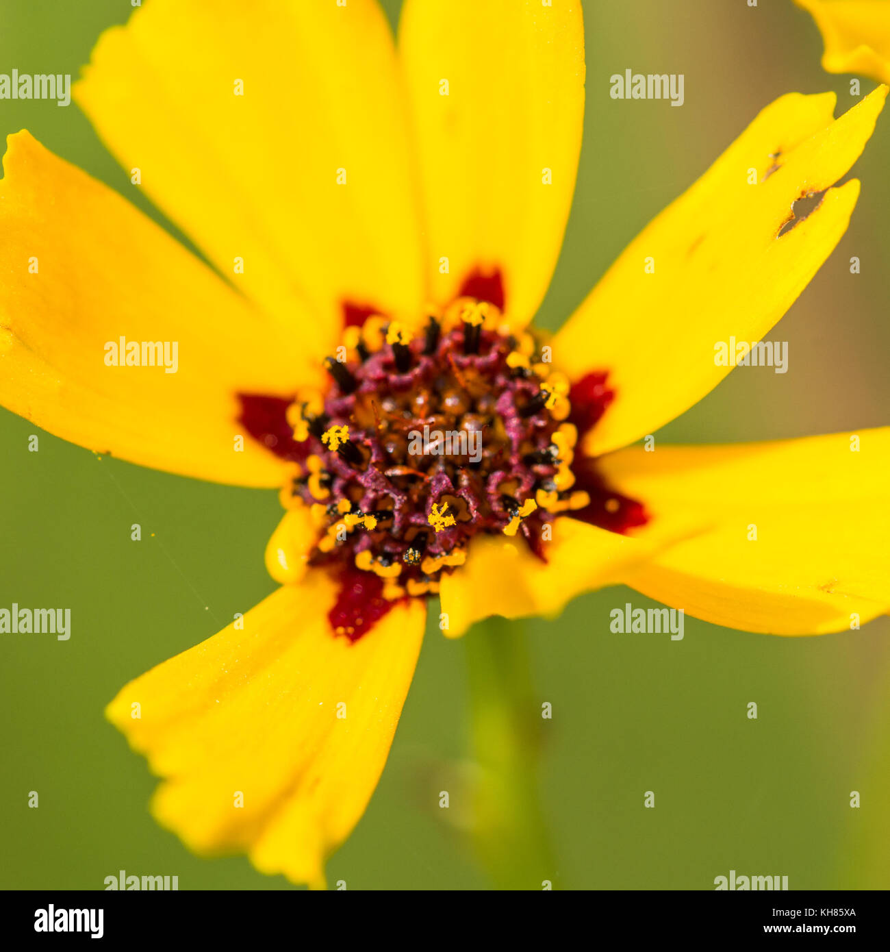 Una ripresa macro di un giallo coreopsis bloom. Foto Stock