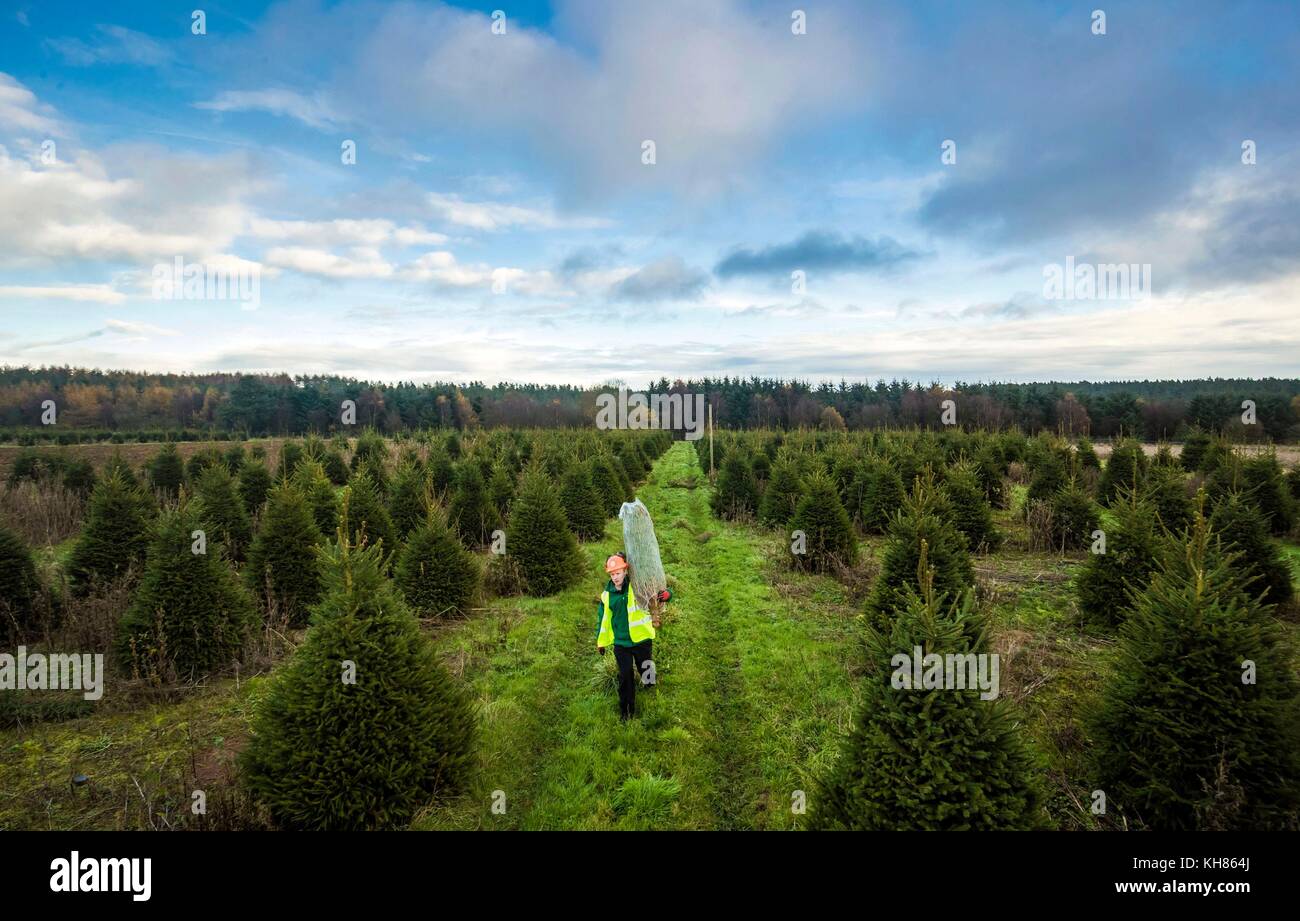 Dale Sutherland-Roberts, supervisore del lavoro della Commissione forestale, porta un albero di Natale cresciuto in modo sostenibile nella foresta di Dalby, parte del North York Moors National Park. Foto Stock