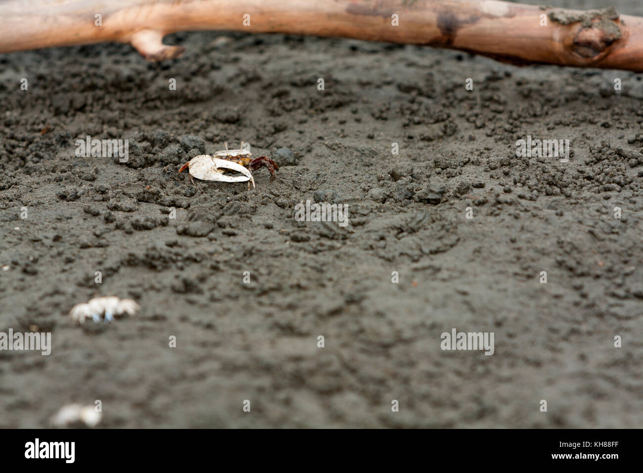 Fiddler crab (Uca lactea lactea) in zone umide Gaomei, Qingshui distretto, città di Taichung, Taiwan Foto Stock