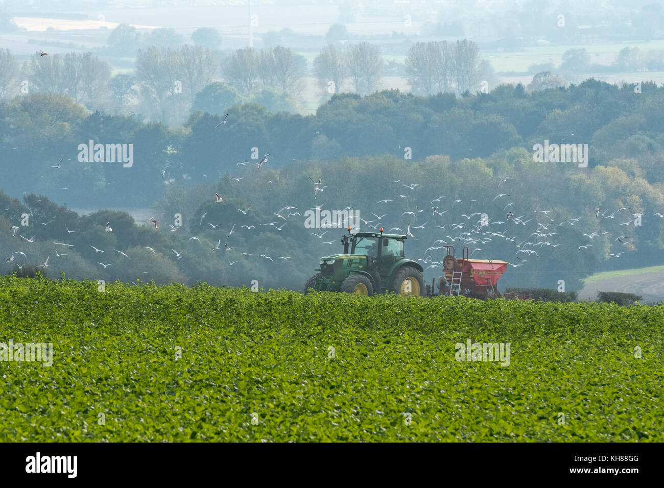 Seguito da gabbiani, trattore verde tirando una seminatrice, lavorando in seminativi campo azienda agricola che si affaccia su una pittoresca campagna - vicino a Burnby, York, Inghilterra, Regno Unito. Foto Stock