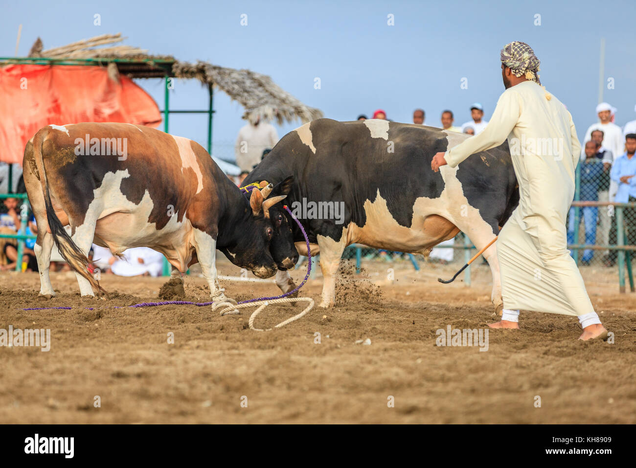Fujairah, UAE, 1 aprile 2016: tori stanno combattendo in un evento tradizionale in Fujairah, Emirati arabi uniti Foto Stock