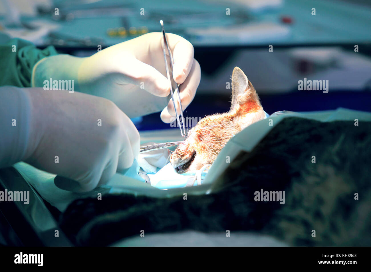 Francia, clinica veterinaria. cat. Foto Stock